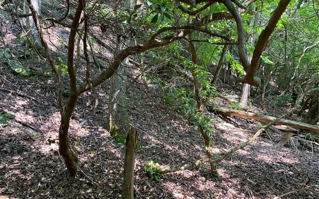 $69,900 | Lot 645 Wedowee Court, Ellijay, GA 30540