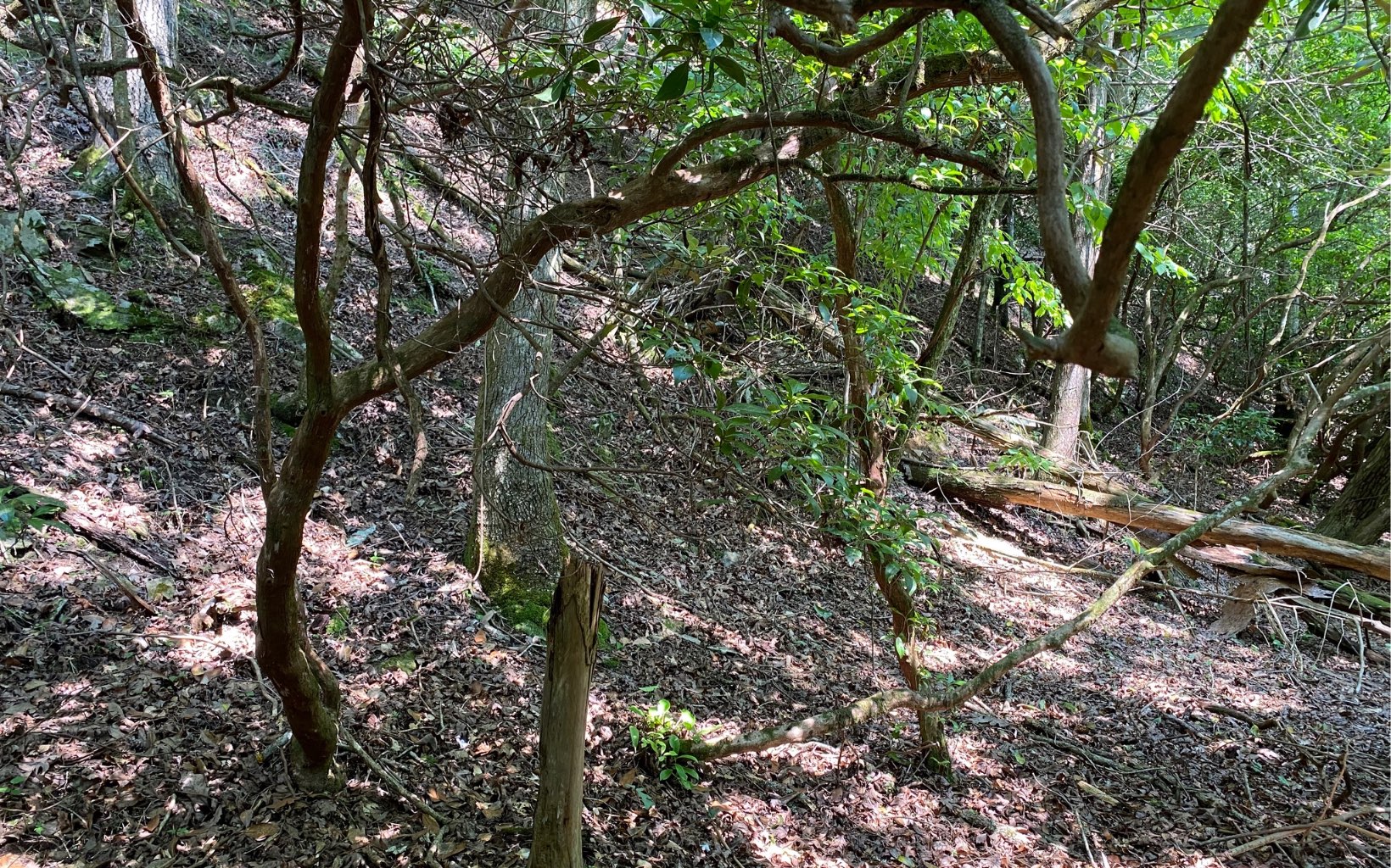 Lot 645 Wedowee Court Ellijay, GA 30540 - Photo 21 of 36 Additional View