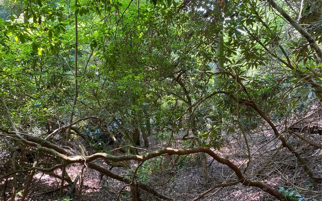 $69,900 | Lot 645 Wedowee Court, Ellijay, GA 30540