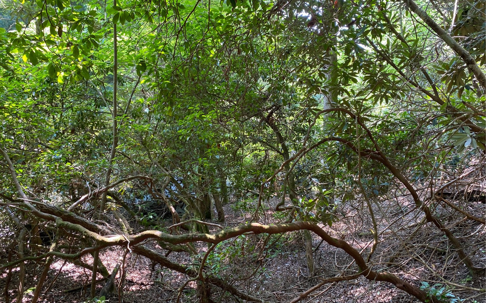 Lot 645 Wedowee Court Ellijay, GA 30540 - Photo 23 of 36 Additional View