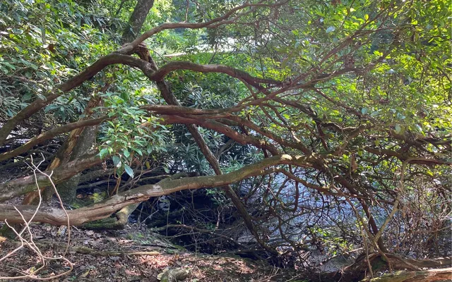 $69,900 | Lot 645 Wedowee Court, Ellijay, GA 30540