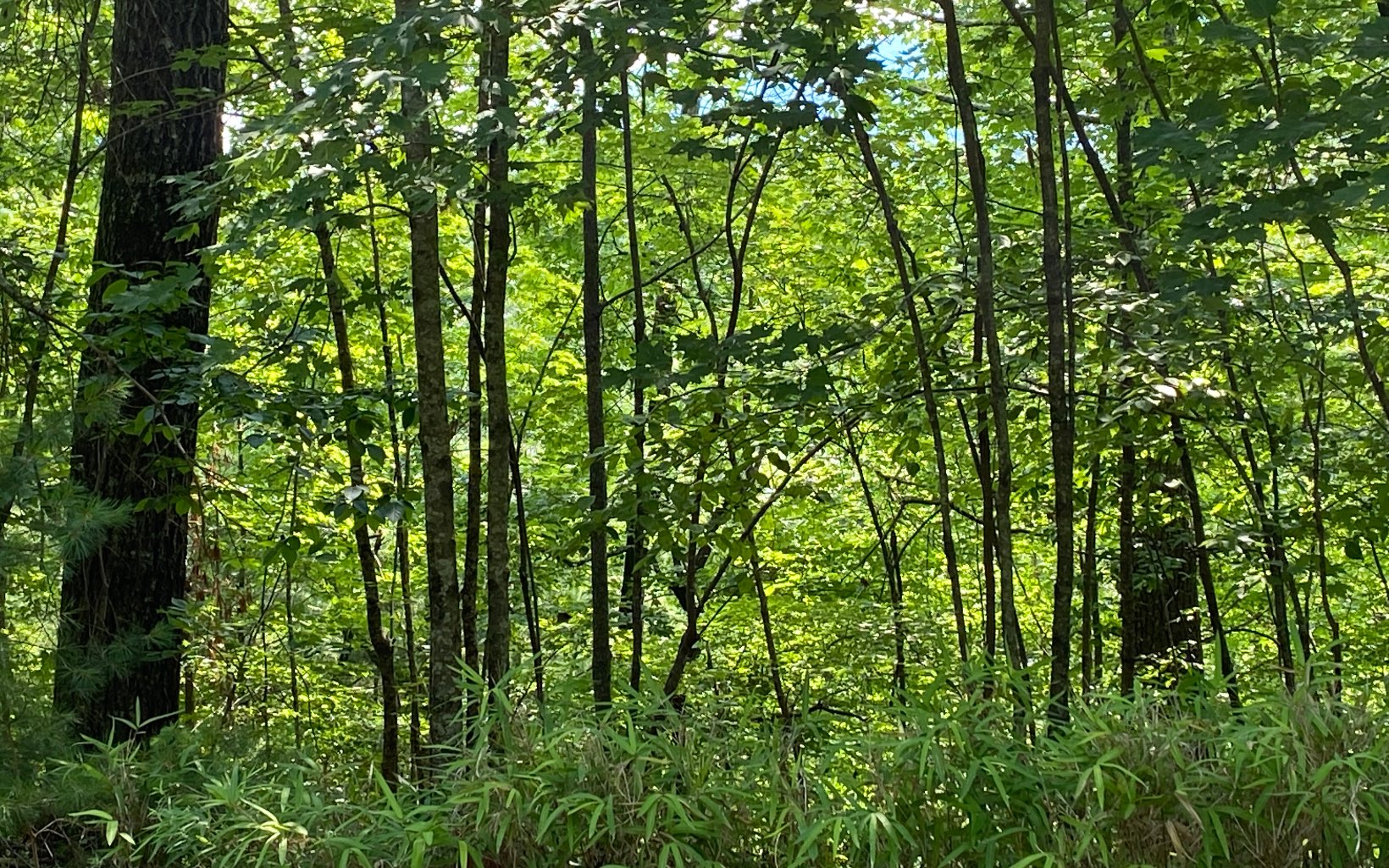 Lot 645 Wedowee Court Ellijay, GA 30540 - Photo 32 of 36 Additional View