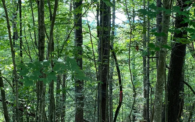 $69,900 | Lot 645 Wedowee Court, Ellijay, GA 30540