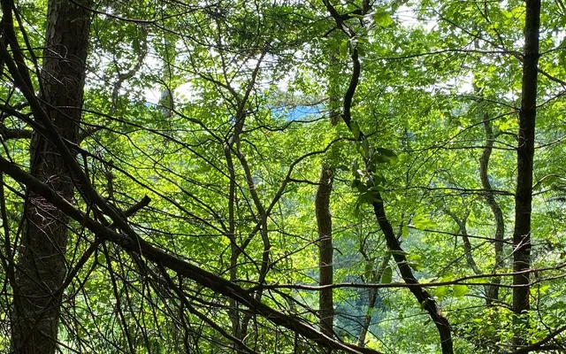 $69,900 | Lot 645 Wedowee Court, Ellijay, GA 30540