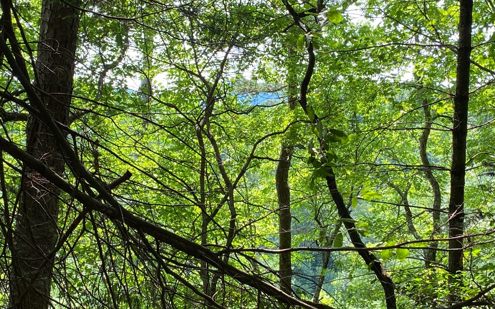 Lot 645 Wedowee Court Ellijay, GA 30540 - Photo 5 of 36 Additional View