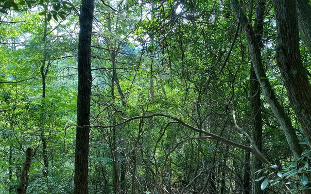 $69,900 | Lot 645 Wedowee Court, Ellijay, GA 30540