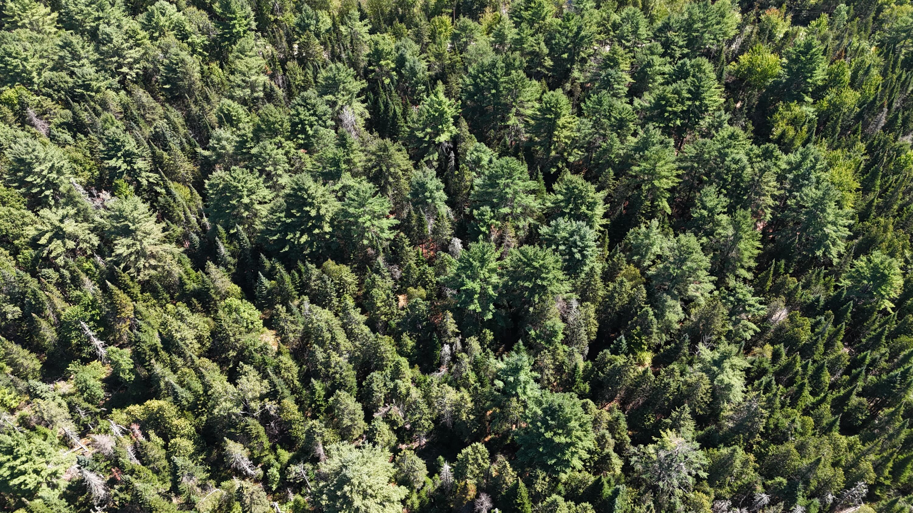 0 Cottrell Road Dixmont, ME 04932 - Photo 6 of 12 DJI_20250821231135_0181_D
