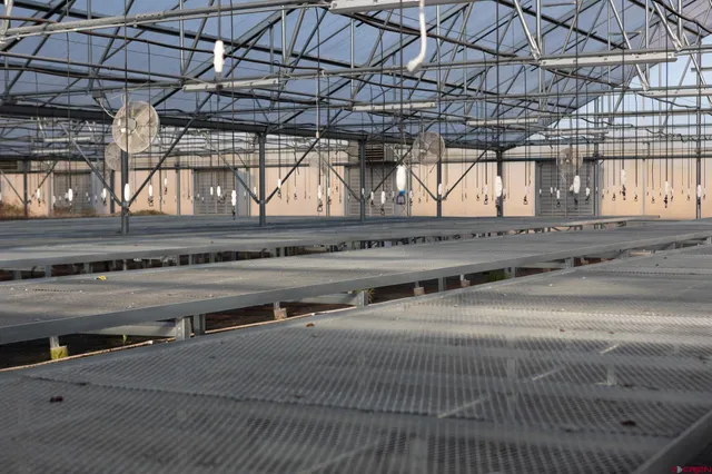 a view of a park with large trees