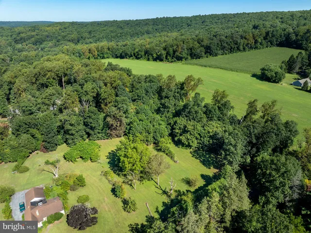 a view of a lush green space with lots of trees