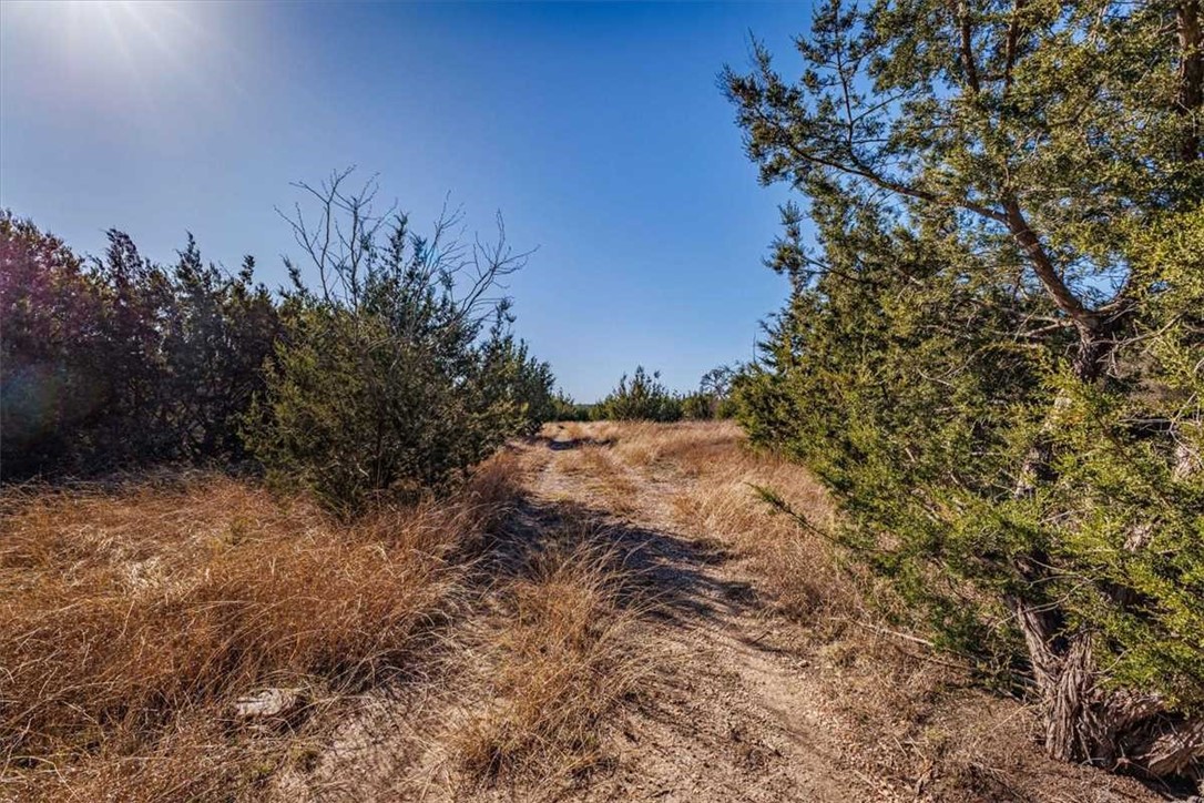 2998 Straws Mill Road Gatesville, TX 76528 - Photo 23 of 77 a view of a yard with a tree