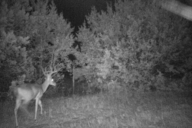 2998 Straws Mill Road Gatesville, TX 76528 - Photo 68 of 77 a view of a dry yard with wooden floor and fence