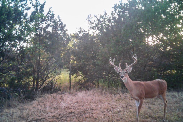 2998 Straws Mill Road Gatesville, TX 76528 - Photo 69 of 77 a backyard of a house with table and chairs