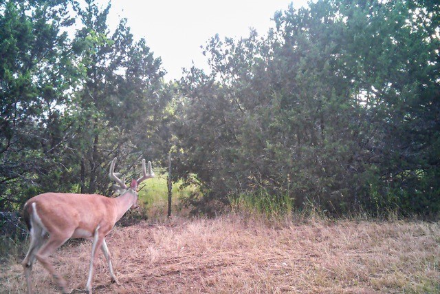 2998 Straws Mill Road Gatesville, TX 76528 - Photo 71 of 77 a view of a yard in a backyard