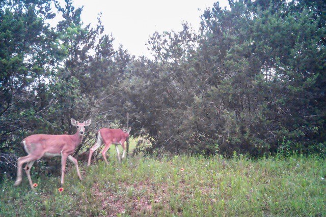 2998 Straws Mill Road Gatesville, TX 76528 - Photo 73 of 77 a backyard of a house with chairs and table