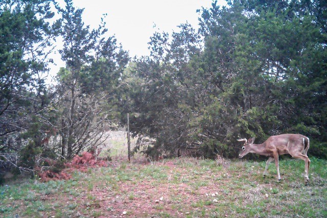 2998 Straws Mill Road Gatesville, TX 76528 - Photo 74 of 77 a backyard of a house with table and chairs