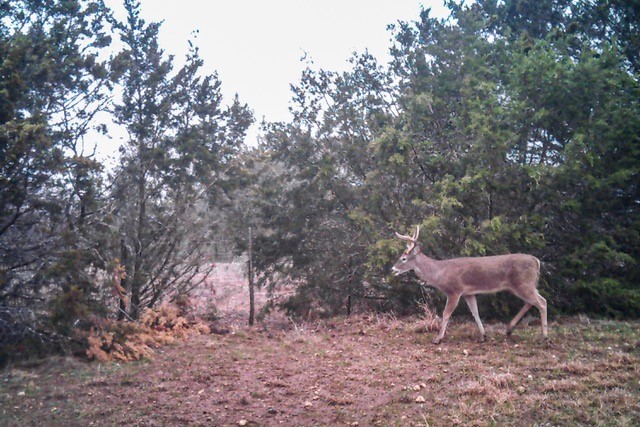 2998 Straws Mill Road Gatesville, TX 76528 - Photo 76 of 77 a view of a yard with large trees and a tree