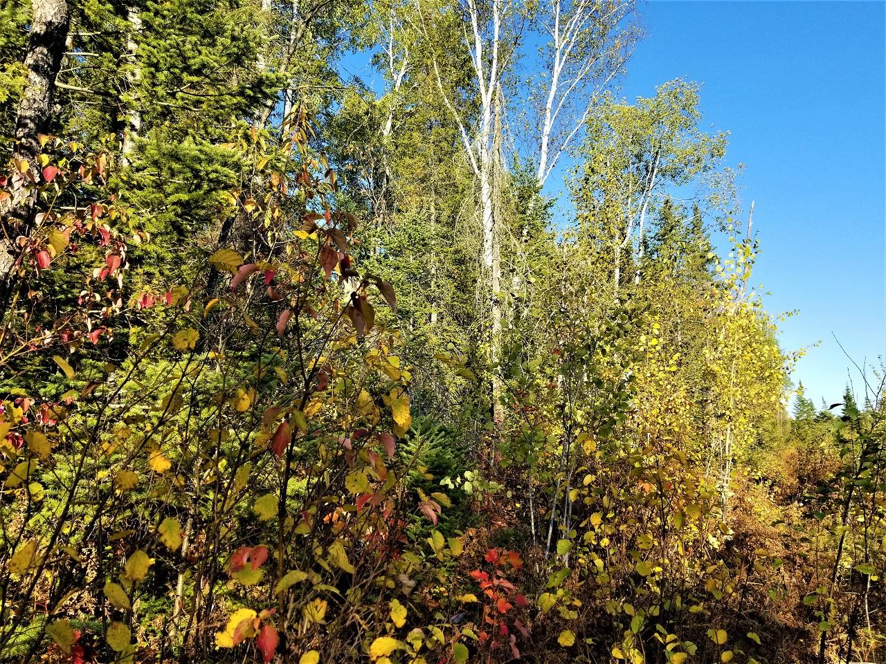 Lot 14 Timberline Road Mercer, WI 54547 - Photo 18 of 18 Gallery Image 18