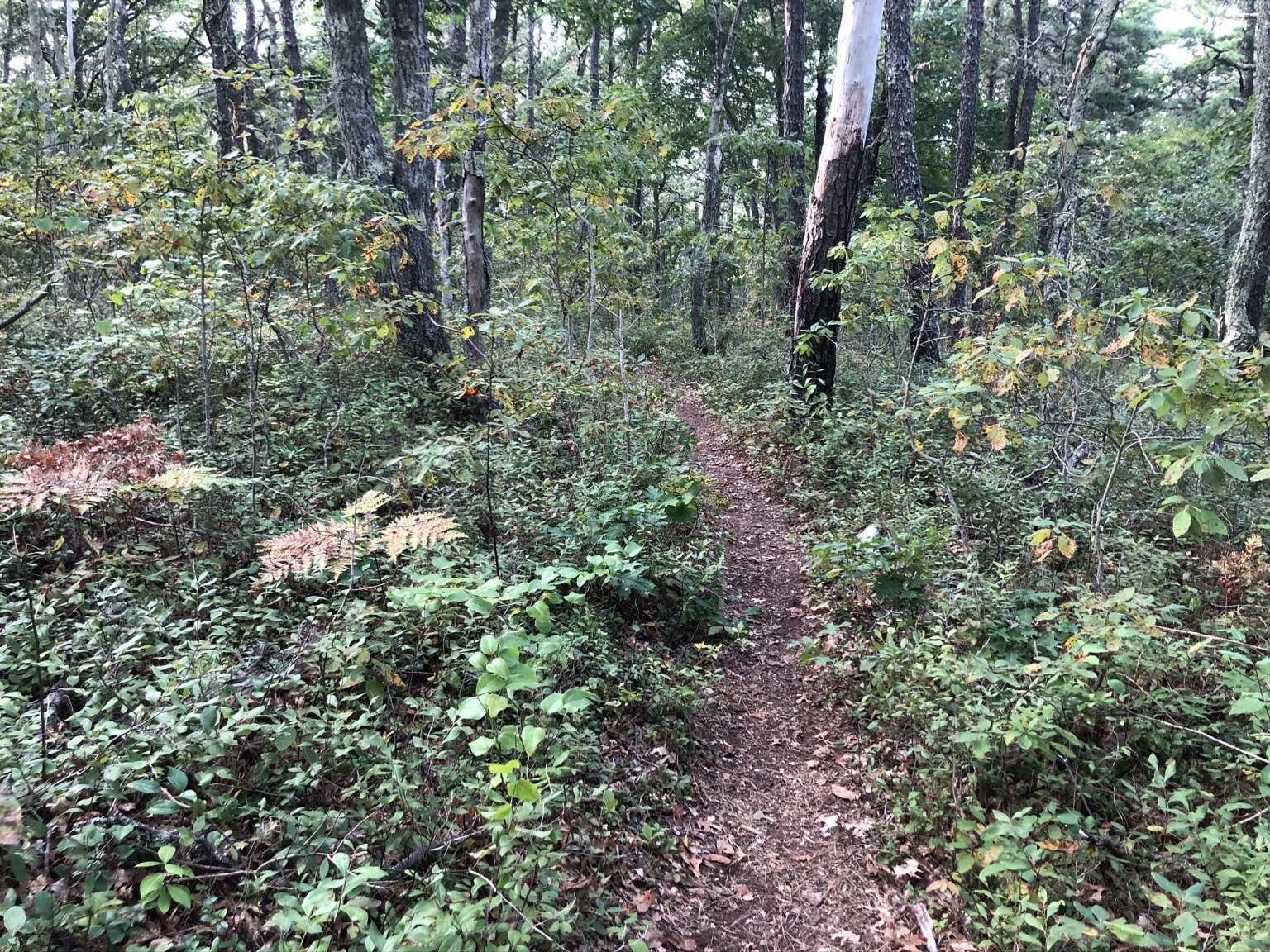 171 Hawksnest Road Harwich, MA 02645 - Photo 1 of 4 Primary