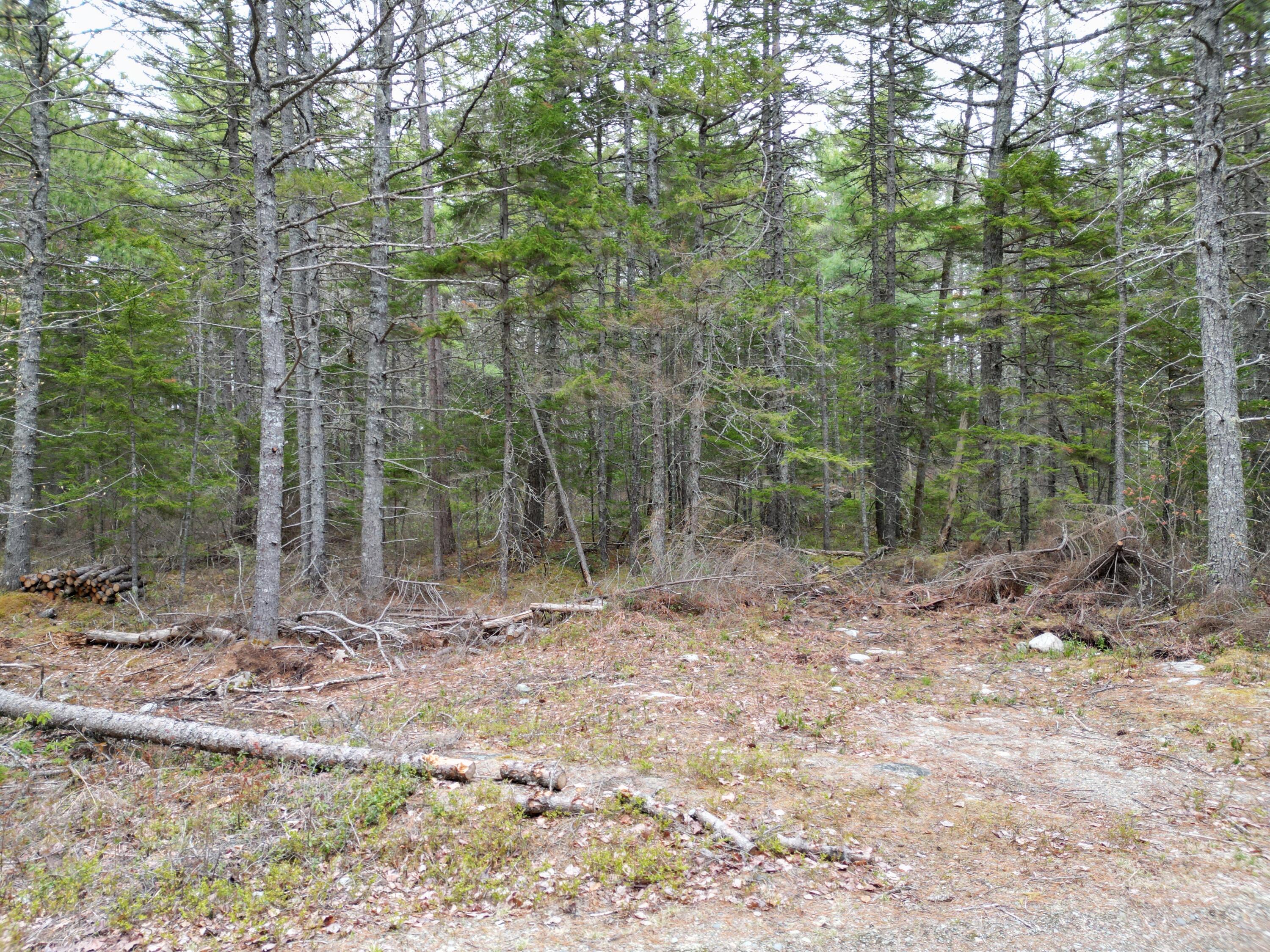 1323 Deer Haven Road Wesley, ME 04686 - Photo 3 of 14 DJI_0414