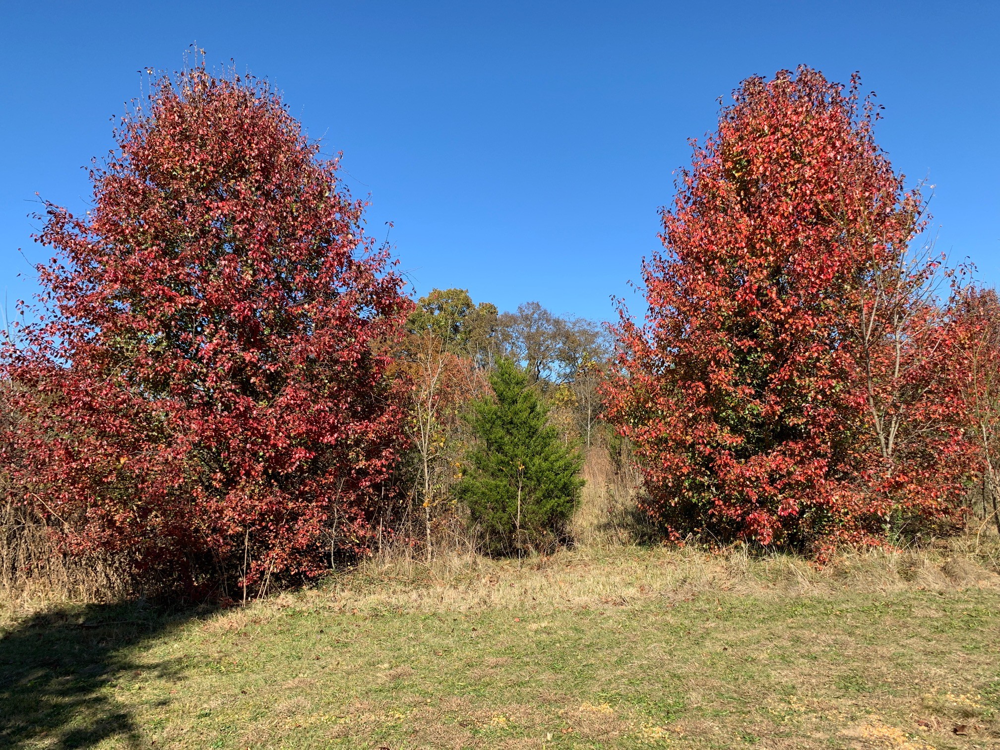 6326 Arno Road Franklin, TN 37064 - Photo 29 of 67