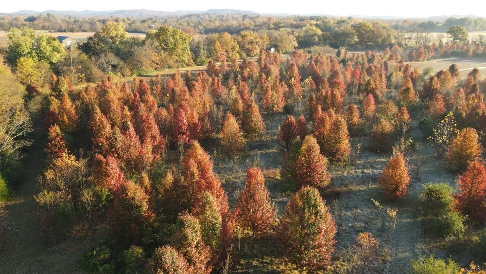 6326 Arno Road Franklin, TN 37064 - Photo 62 of 67