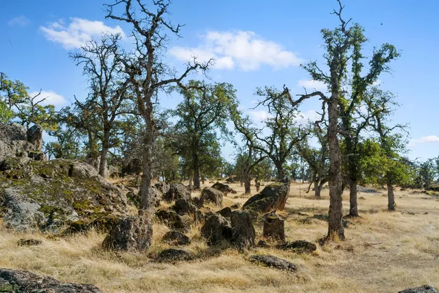 a view of a backyard with a tree