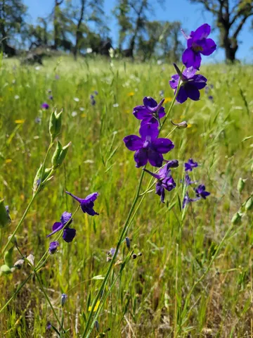 $275,000 | 0 Hammonton Bluff, Smartsville, CA 95977