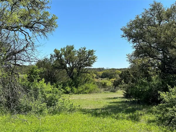 a view of a lush green space