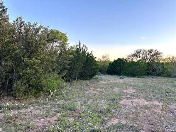 a view of a forest with trees in the background
