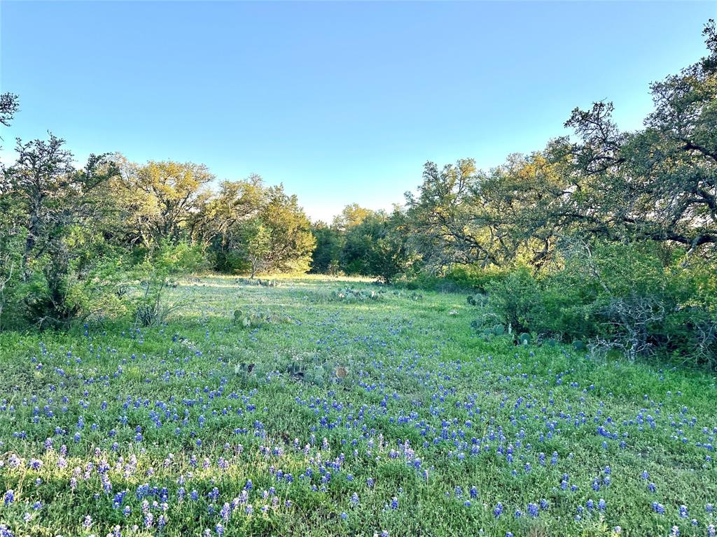 1868 Highway 84 Zephyr, TX 76890 - Photo 35 of 40 a view of a grassy field with trees in the background