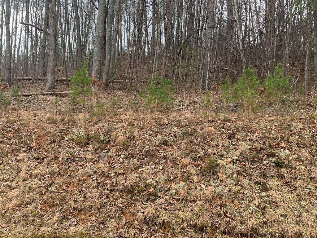 Lot 20 Wolf Ridge Lane Murphy, NC 28906 - Photo 6 of 27