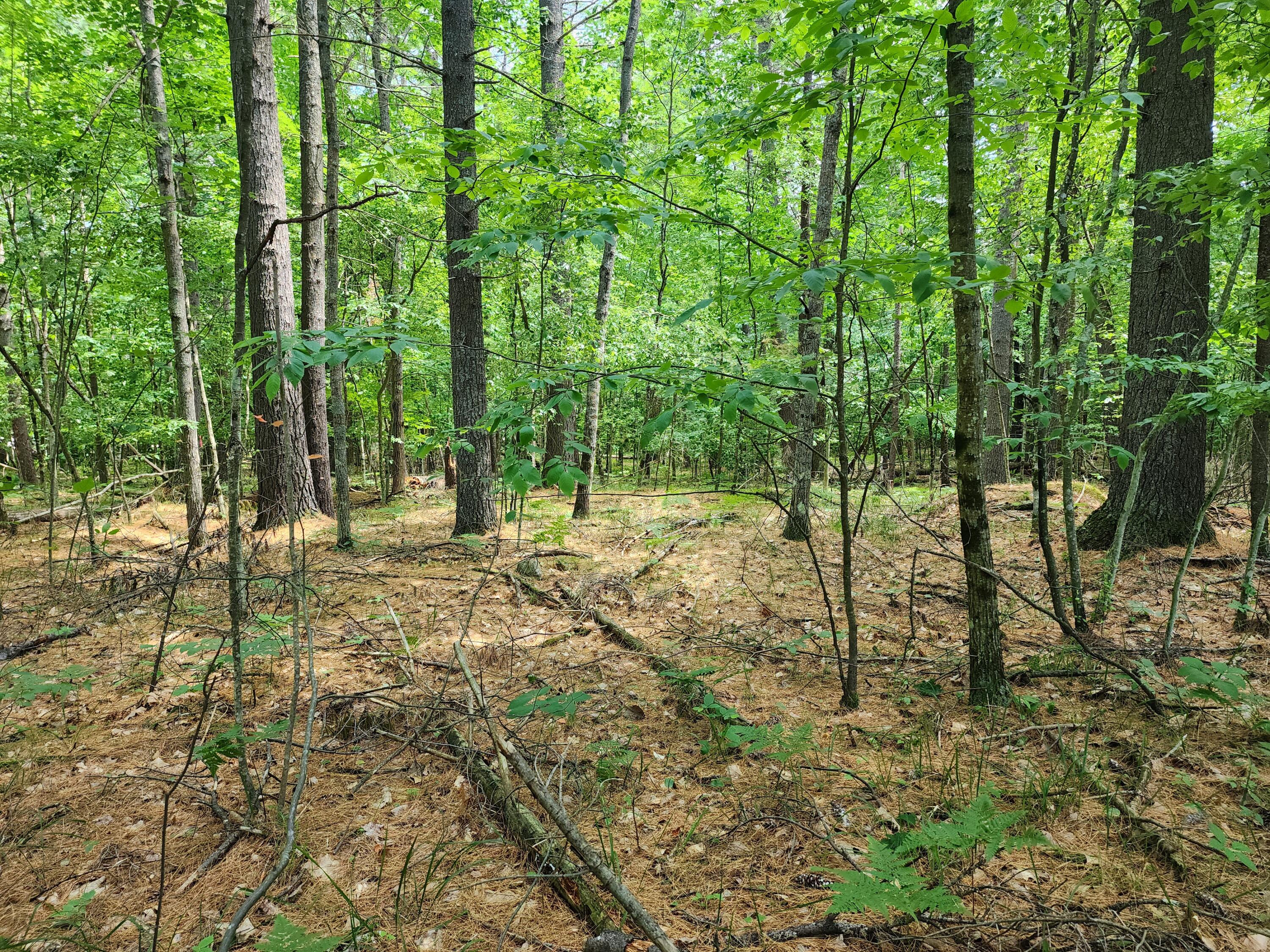 0 Oak Hollow Road Jay, NY 12941 - Photo 1 of 4 Gallery Image 1