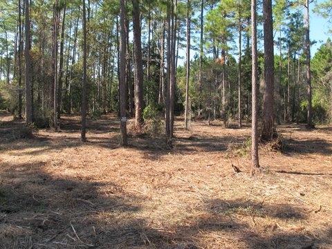 Lot 36 J D Miller Road Santa Rosa Beach, FL 32459 - Photo 4 of 10 Lot 36 J D MILLER 5