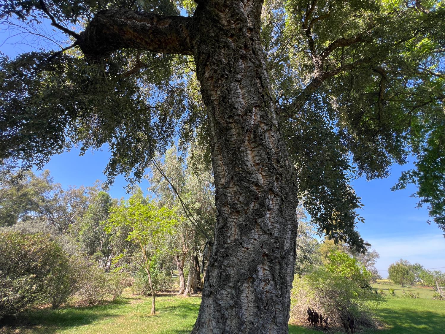 12188 Clay Station Road Herald, CA 95638 - Photo 24 of 89 Cork oak