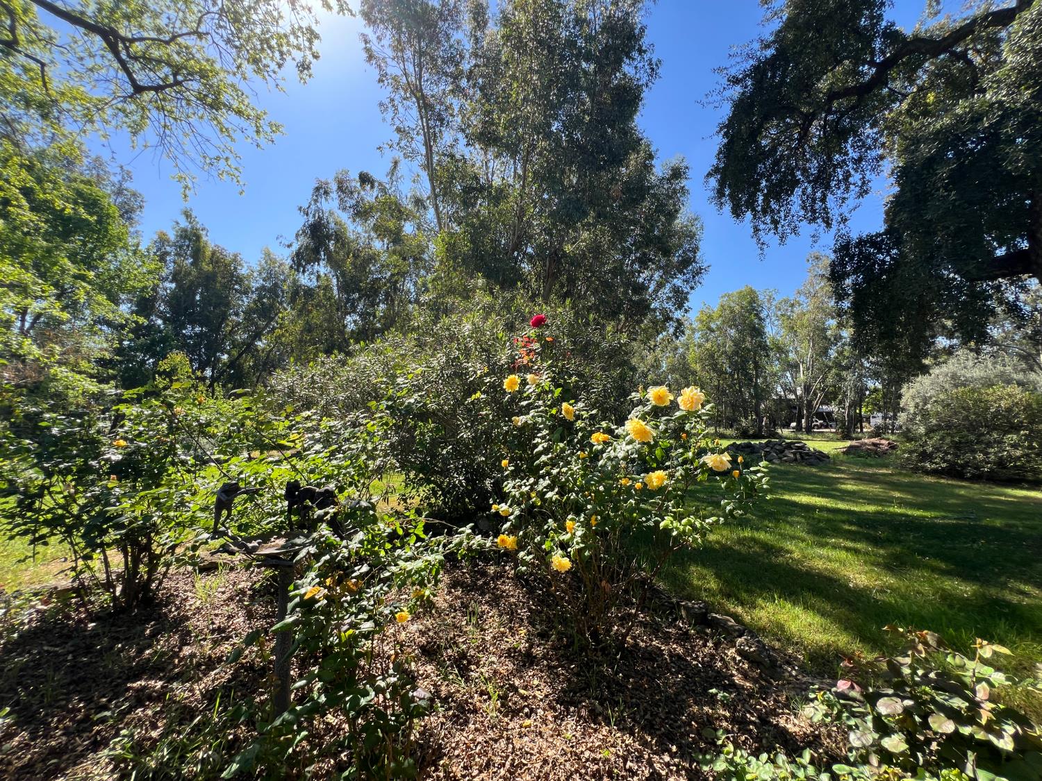 12188 Clay Station Road Herald, CA 95638 - Photo 25 of 89 Rose garden