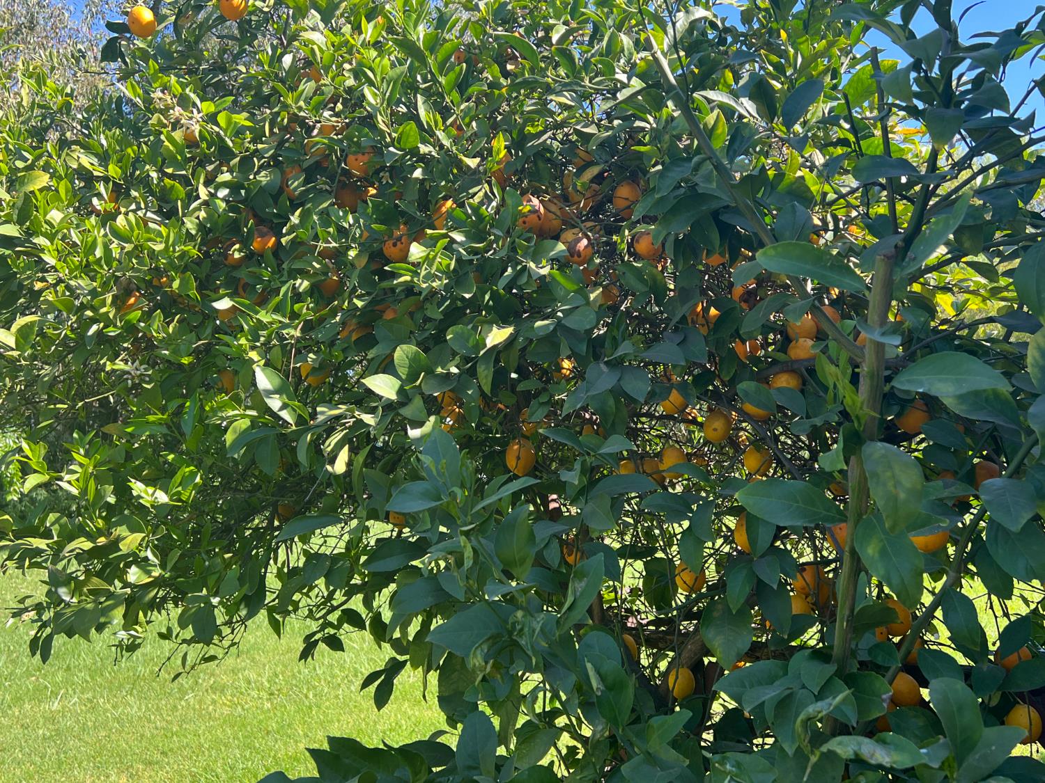 12188 Clay Station Road Herald, CA 95638 - Photo 34 of 89 Healthy lemon tree