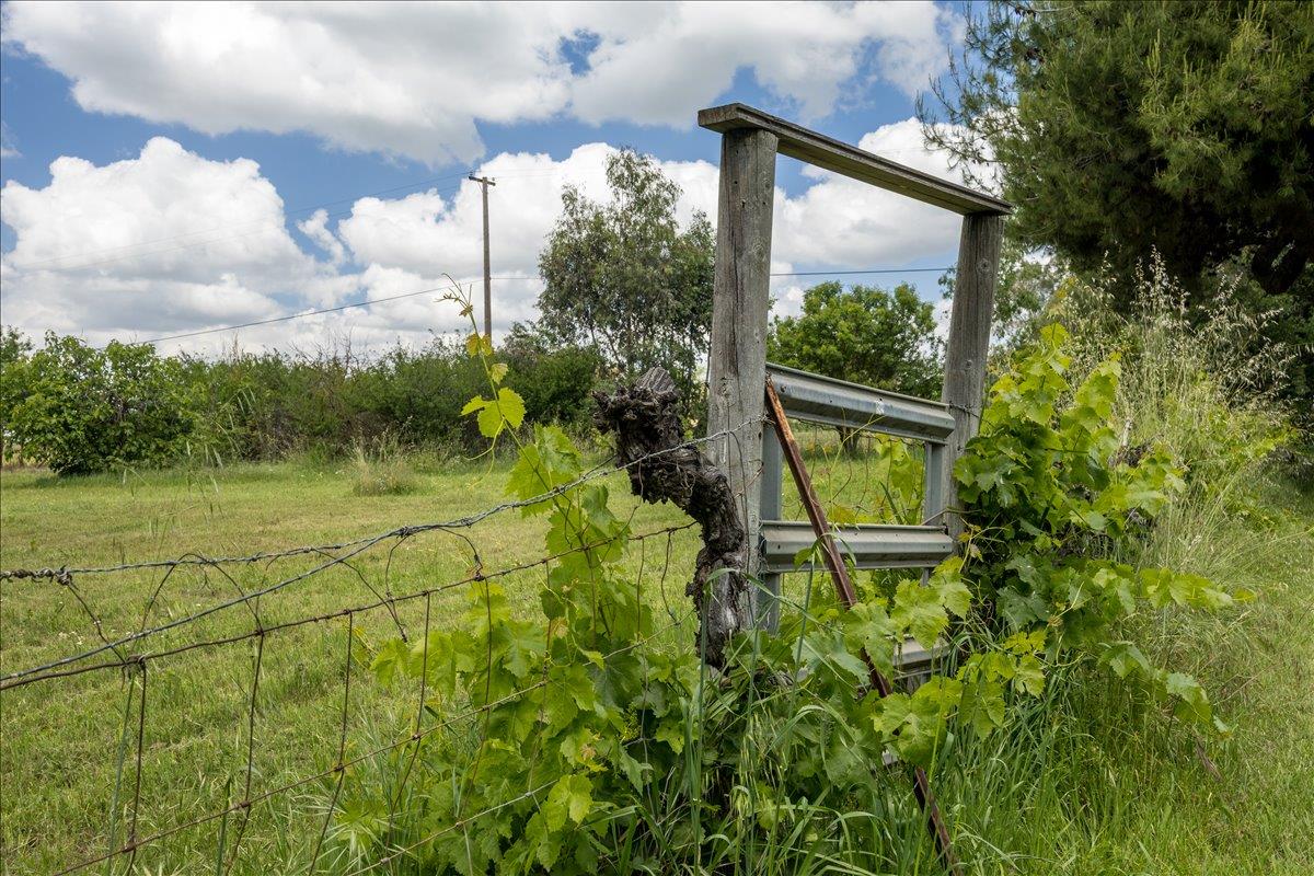 12188 Clay Station Road Herald, CA 95638 - Photo 83 of 89 Gate through cross fencing with grapes