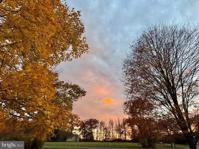 a view of a field with large trees