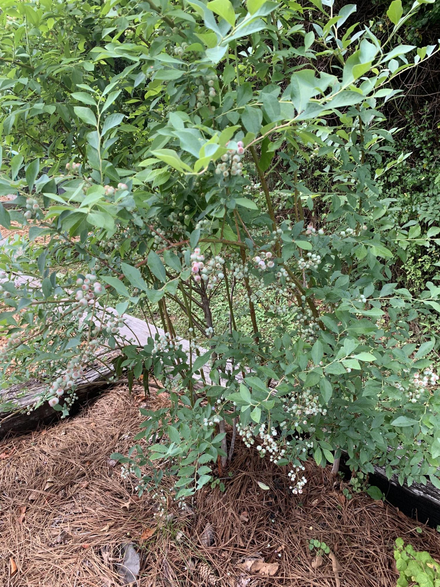 1423 Thatcher Road Soddy Daisy, TN 37379 - Photo 50 of 57 Blueberry Bushes