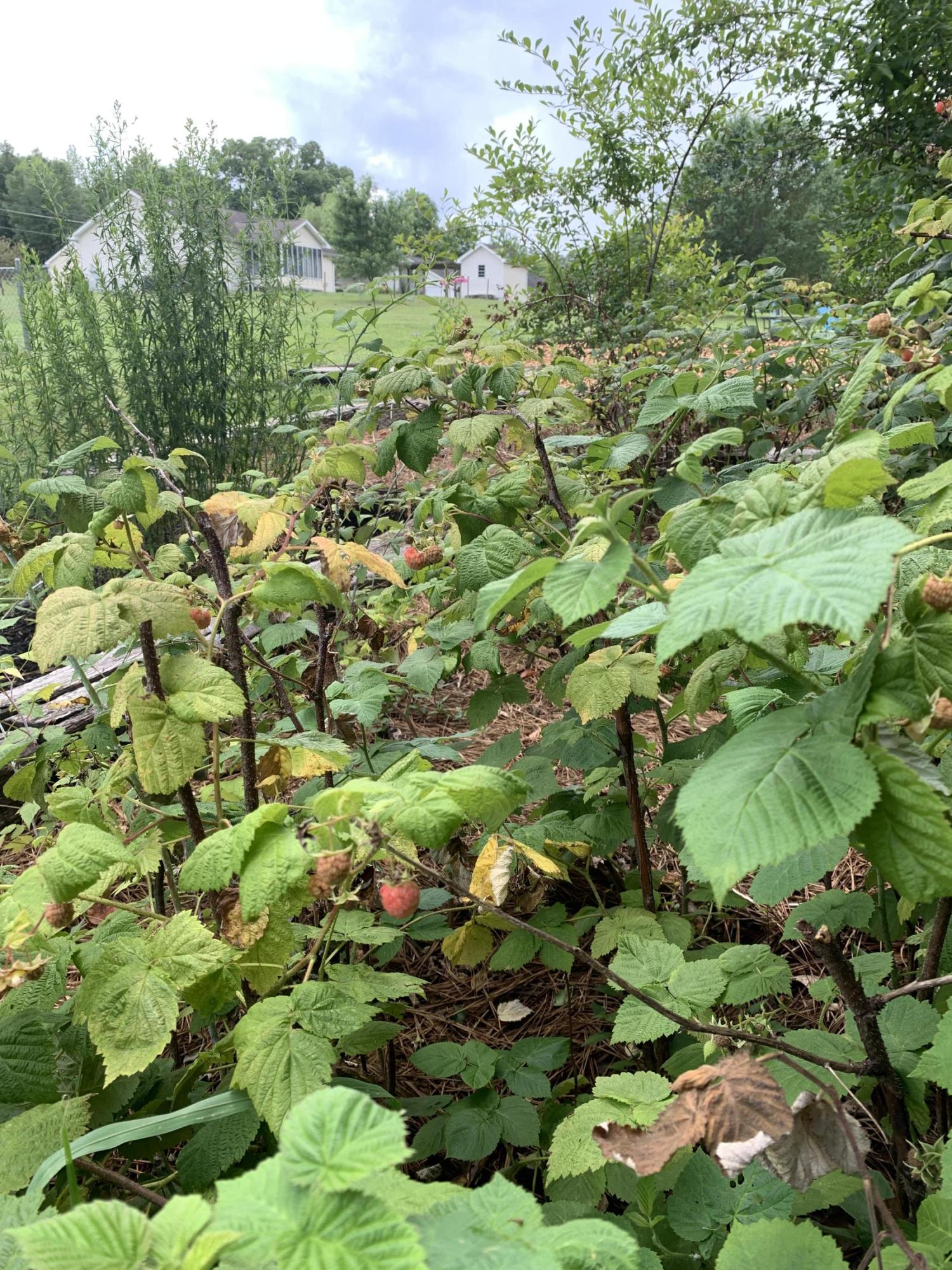 1423 Thatcher Road Soddy Daisy, TN 37379 - Photo 51 of 57 Strawberries