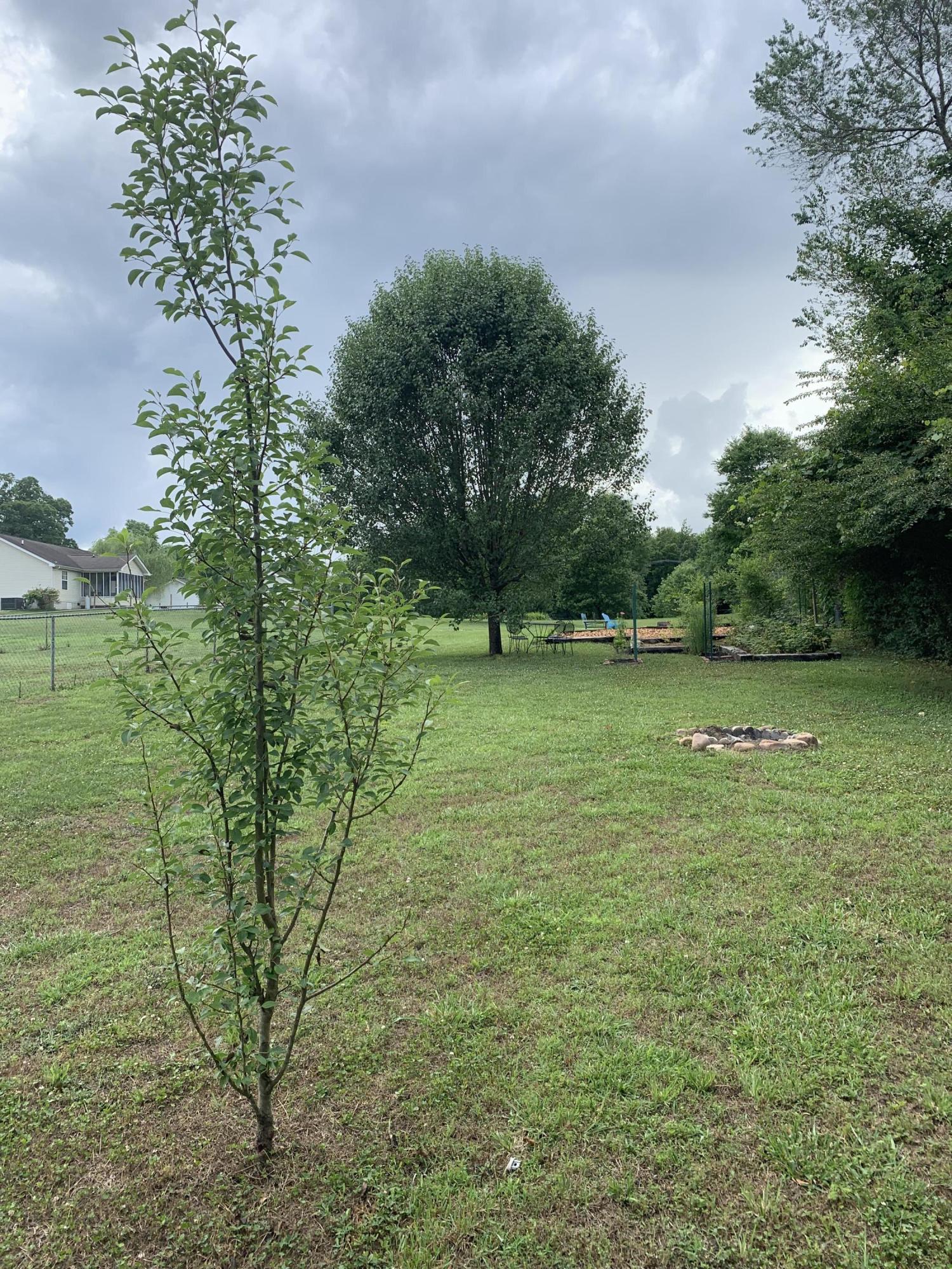 1423 Thatcher Road Soddy Daisy, TN 37379 - Photo 52 of 57 Fruit Trees