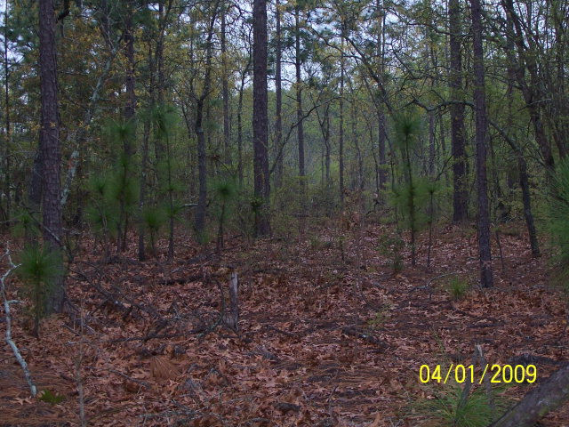 Lot 17 Legion Road Warrenville, SC 29851 - Photo 1 of 1