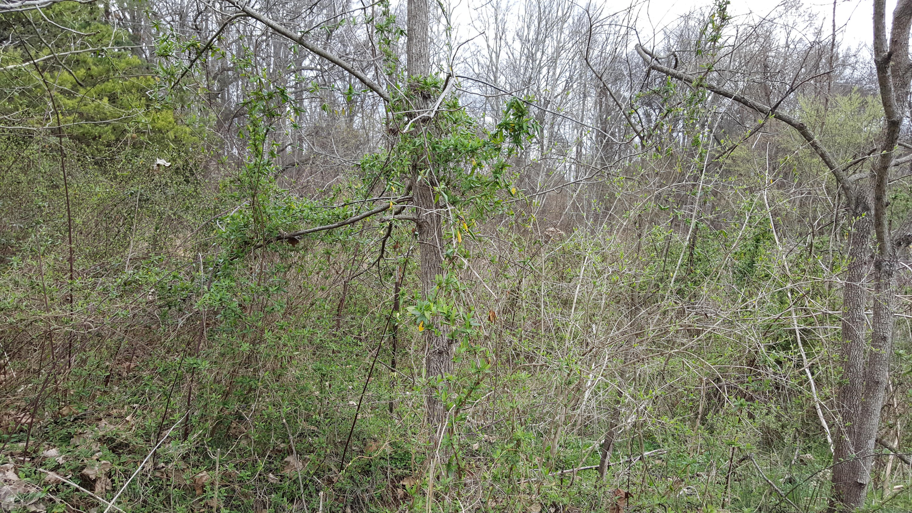 905 Corum Road Knoxville, TN 37924 - Photo 8 of 8 corum 8