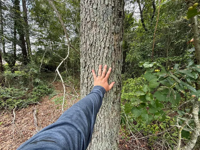 $22,000 | 0 Summer Drive, Barnwell, SC 29812