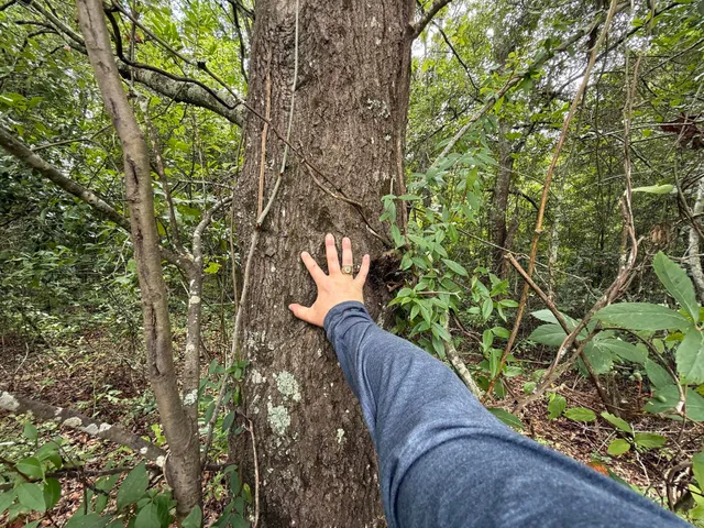 $22,000 | 0 Summer Drive, Barnwell, SC 29812