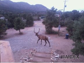 2686 Dw Ranch Road Kingman, AZ 86401 - Photo 5 of 15 Additional Photo