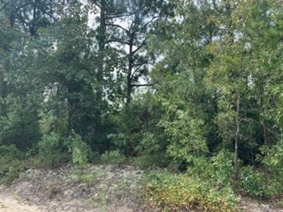 77-acres 77-acres Webbs Pond Road Warrenville, SC 29851 - Photo 3 of 3