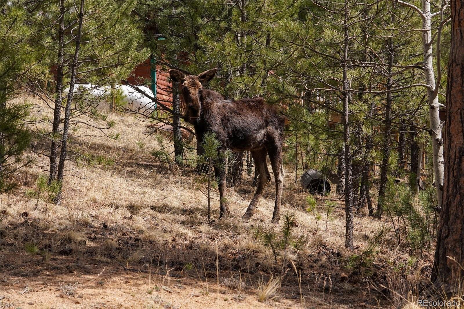 118 Neish Street Bailey, CO 80421 - Photo 25 of 27 a view of a yard with plants and trees