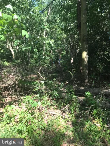 a view of a tree in a garden