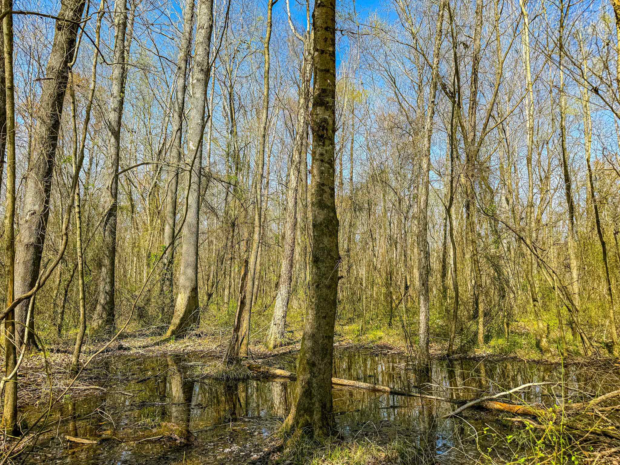 0 Hammlett Road Beech Bluff, TN 38313 - Photo 19 of 25 View of local wilderness